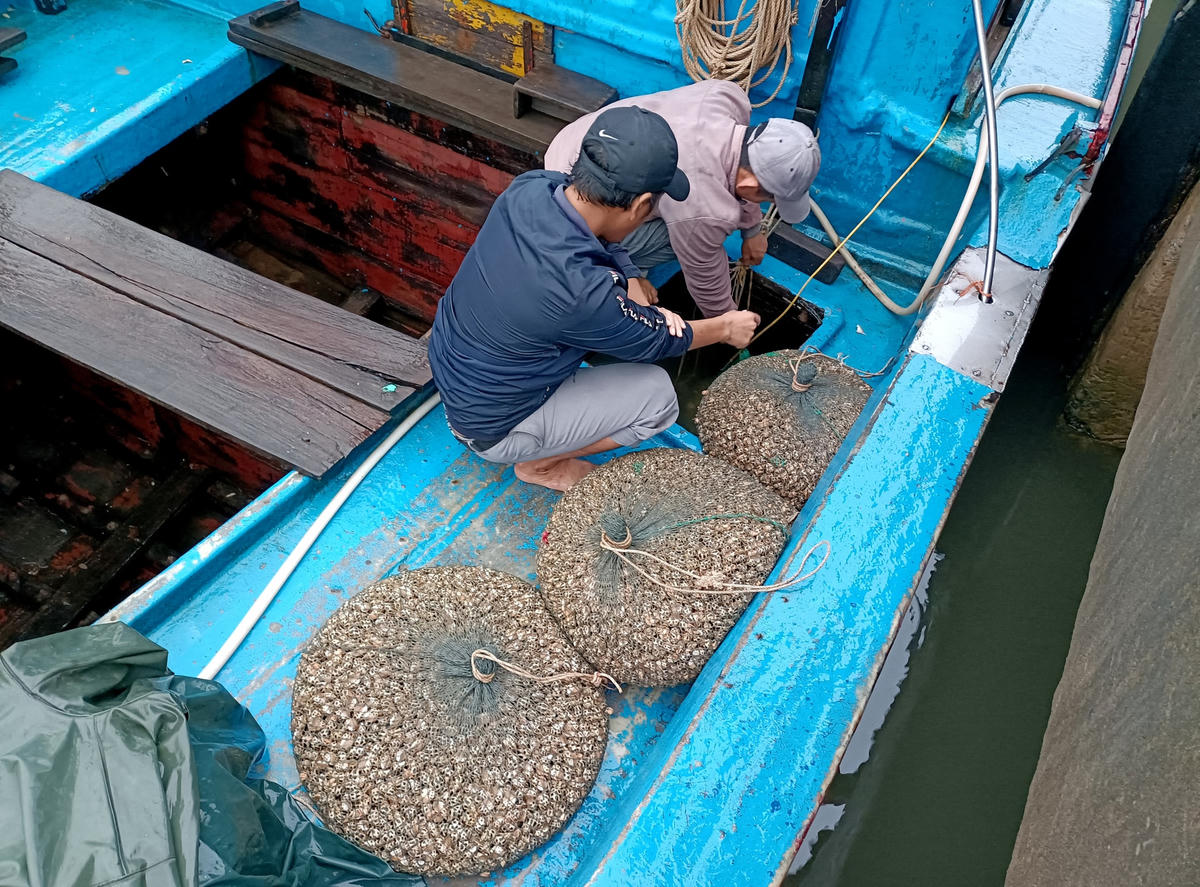 Sau 4 ngày lênh đênh trên biển tàu của anh Phùng Văn Sáng trúng đậm ốc hương.