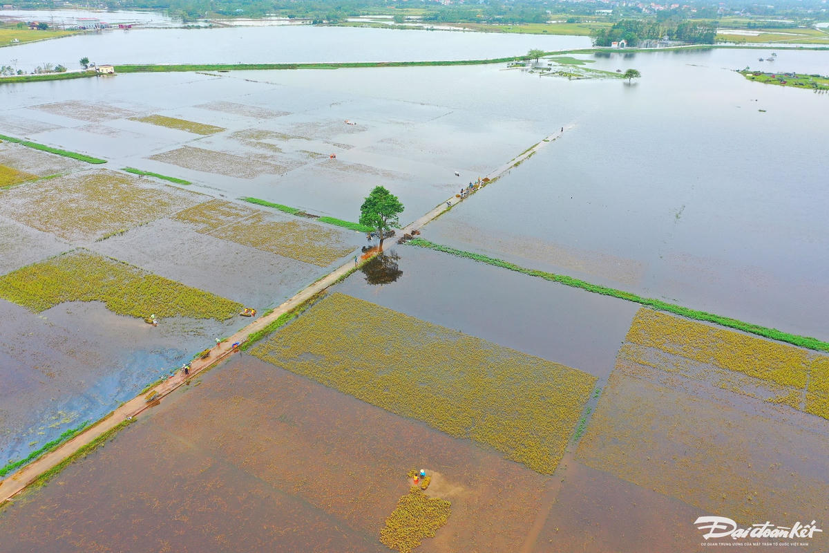 bo_doi_gat_lua-le-khanh16.jpg
