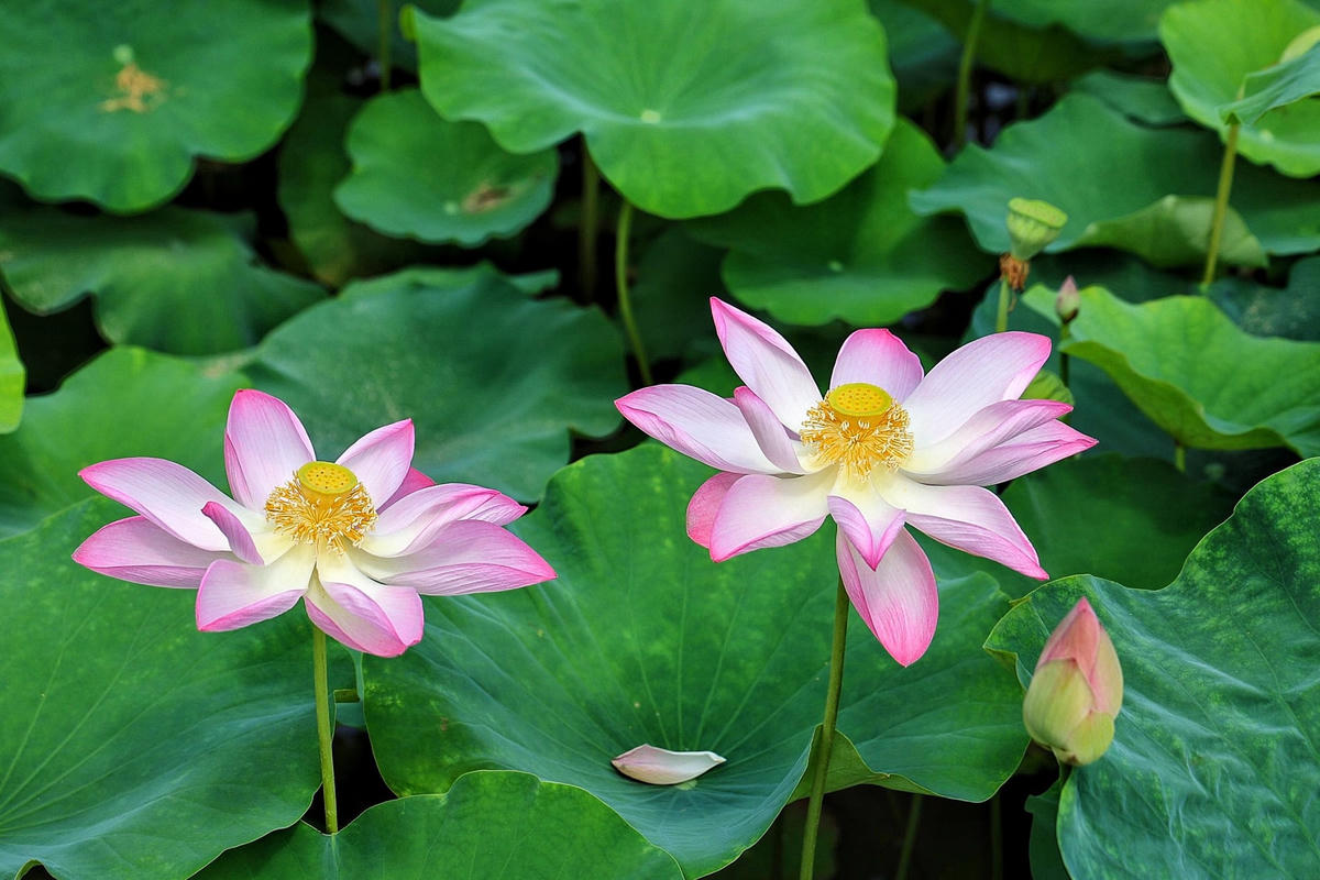 Theo tìm hiểu của PV, giống sen ở đây là sen Nhật, được chính quyền địa phương đưa về trồng thử nghiệm tạo cảnh quan góp phần phát triển du lịch địa phương. 