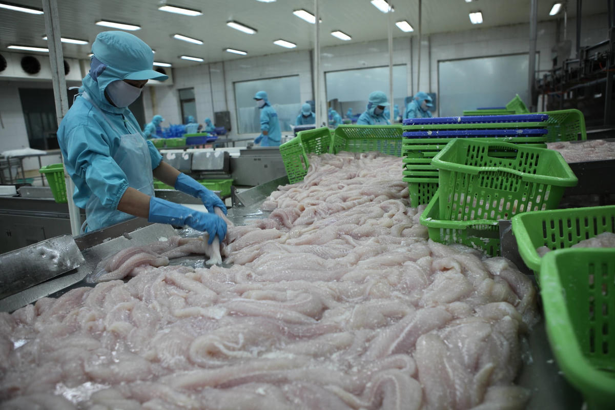 Xuất khẩu cá tra đang đón nhận những tín hiệu tích cực. Ảnh: Quang Vinh.