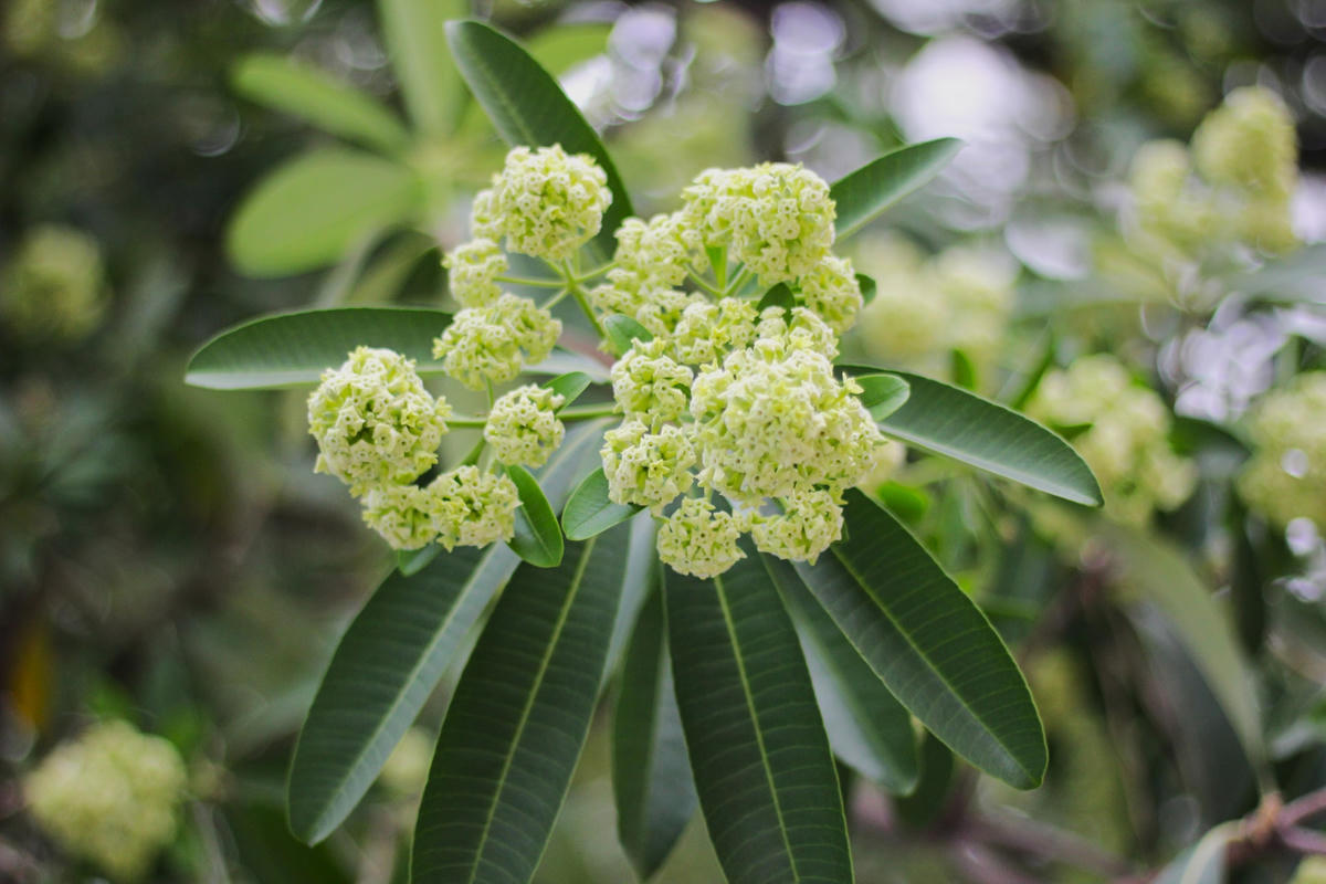 Bên cạnh đó, mùa hoa sữa Hà Nội còn là nguồn cảm hứng bất tận của biết bao nhà thơ, nhạc sĩ nổi tiếng như nhạc sĩ Trịnh Công Sơn, nhạc sĩ Hoàng Hiệp, nhạc sĩ Hồng Đăng,...