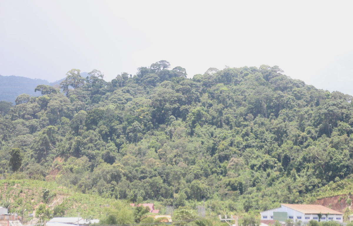 Một góc rừng cây bác Năm Công nhìn từ xa.