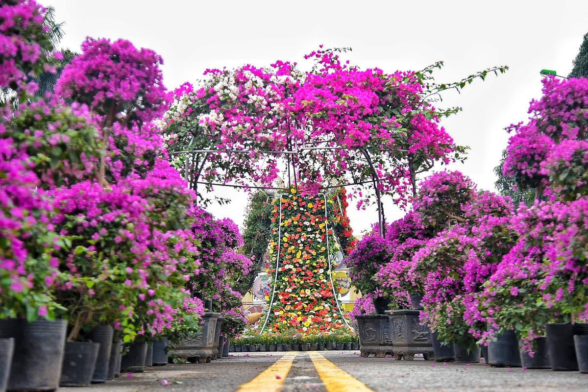 Cận cảnh: Người dân làng hoa Mê Linh tất bật chuẩn bị Festival hoa lớn nhất Thủ đô