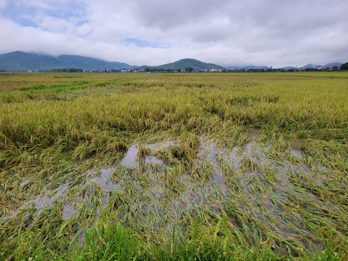 Hơn 1.078 ha diện tích lúa ở Thanh Hóa đang bị ngập 2/3 thân cây.