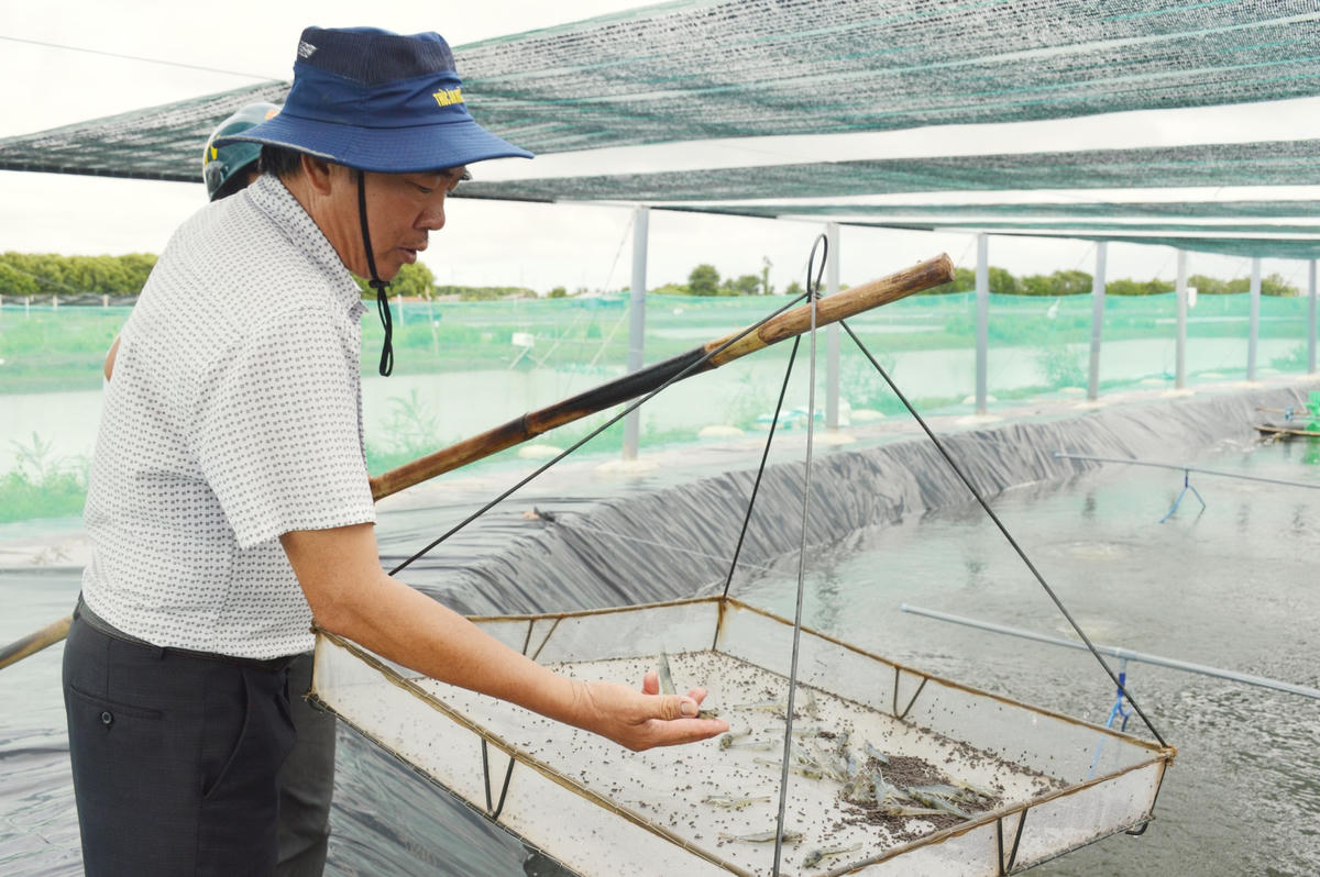 Ông Nguyễn Văn Hoạt kiểm tra tôm nuôi công nghệ cao.