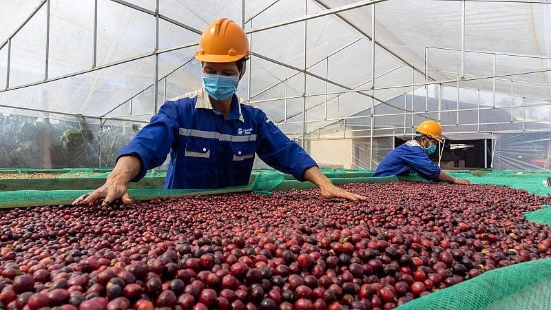 Sắc lệnh của EU đặt ngành cà phê trước nhiều thách thức.