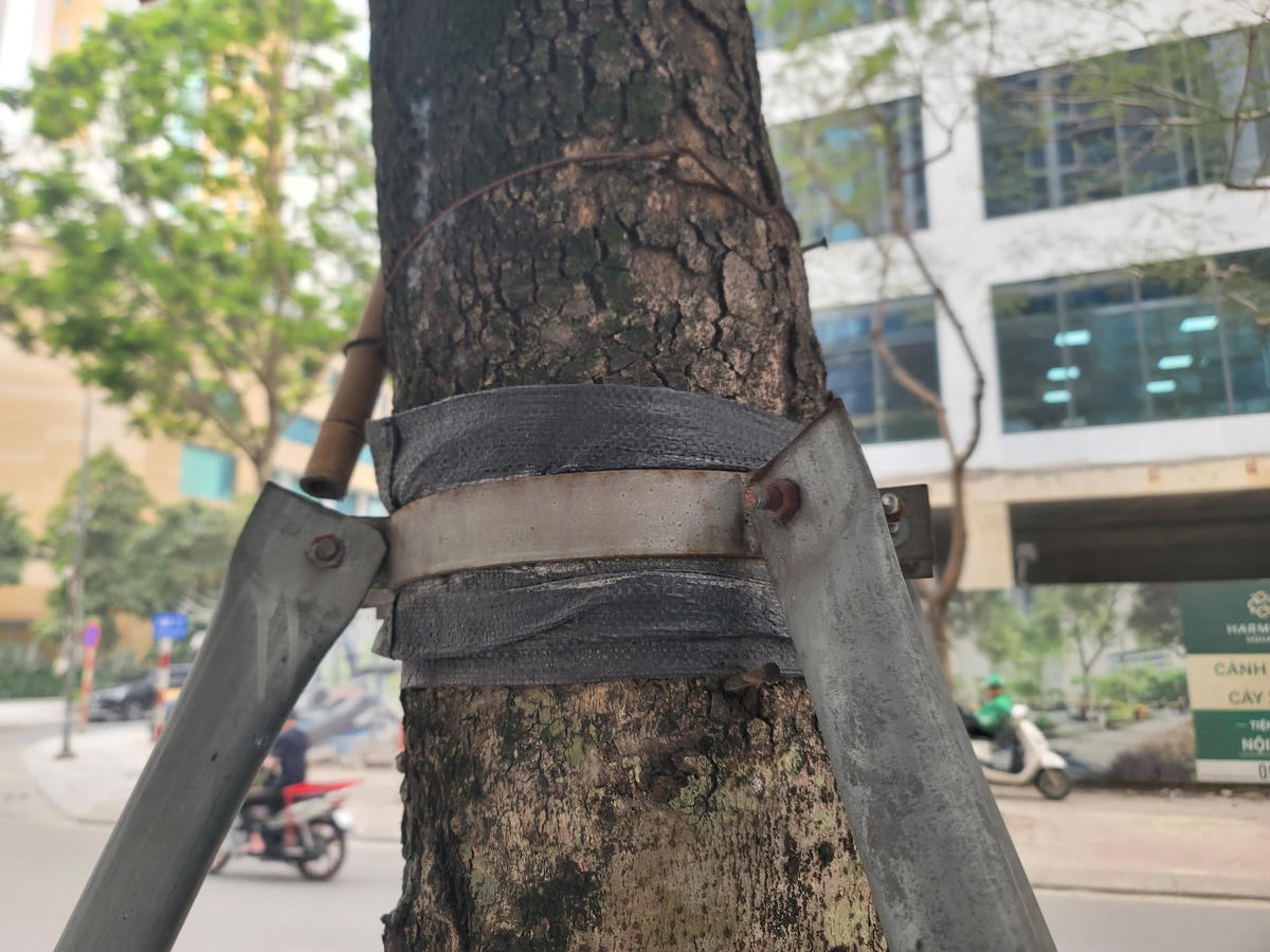 Một số cây trên đường Ngụy Như Kon Tum vòng sắt bắt đầu siết chặt. Những cây này nếu không được tháo nới kịp thời, những