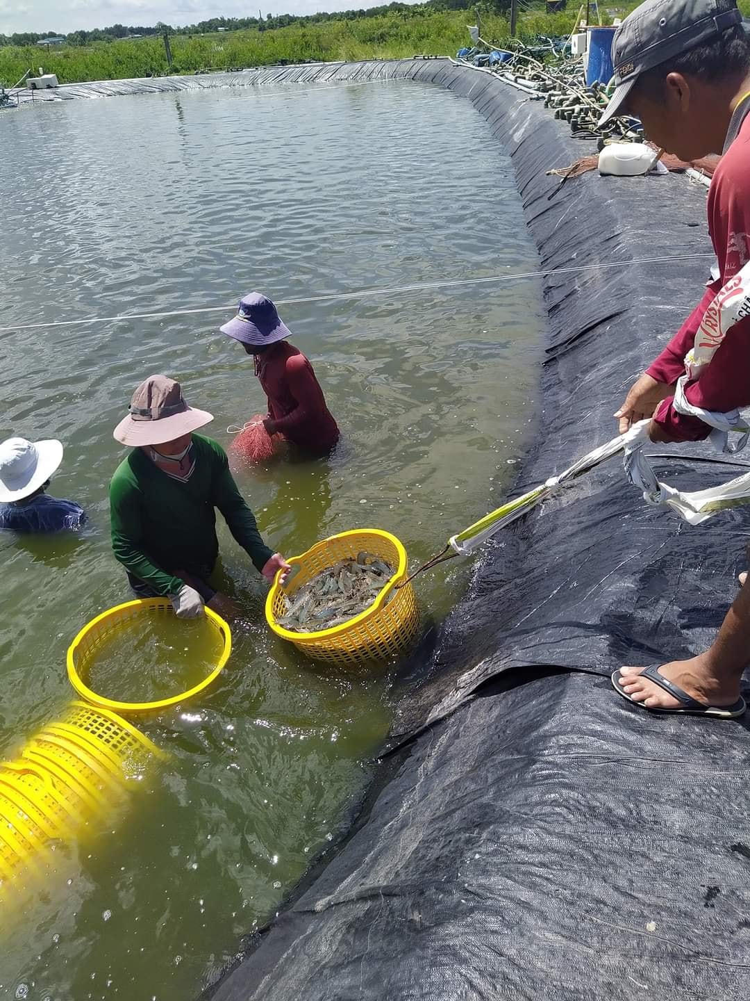 Nông dân tỉnh Bạc Liêu thu hoạch tôm thẻ chân trắng.