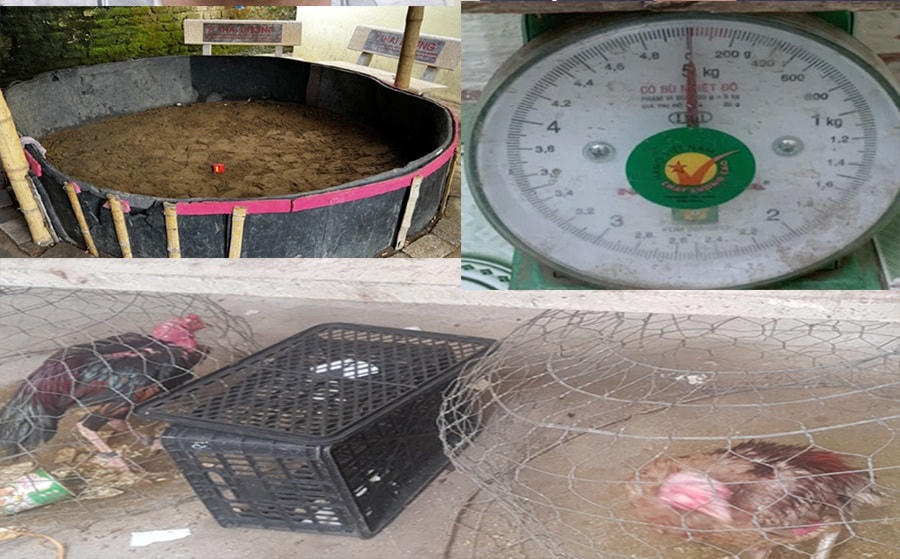 Sới gà với 15 người chơi được tổ chức tại nhà cụ ông 66 tuổi.