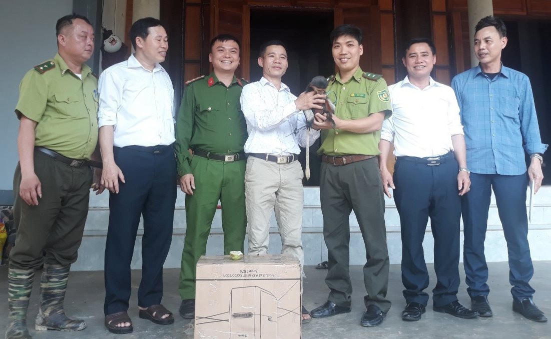 Vườn quốc gia Vũ Quang tiếp nhận cá thể voọc chà vá chân nâu.