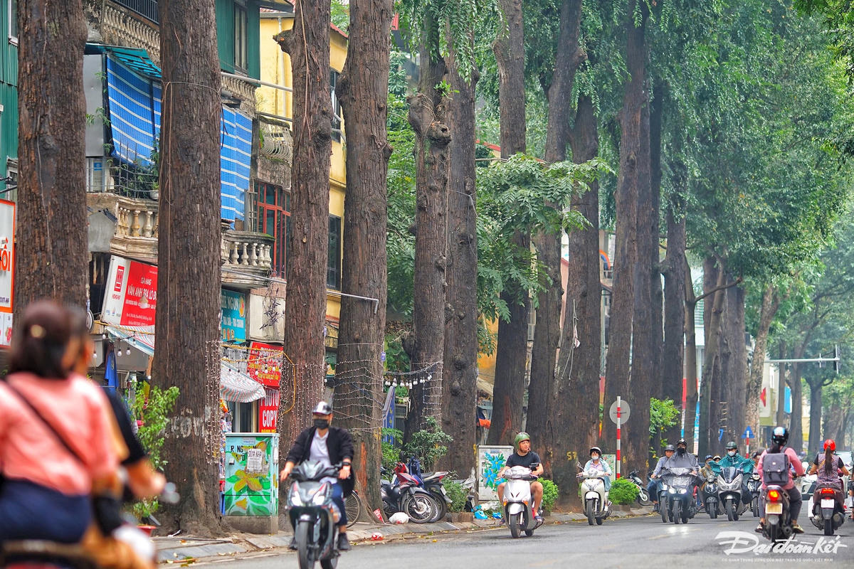 hang_cay_sao_den-le-khanh2.jpg