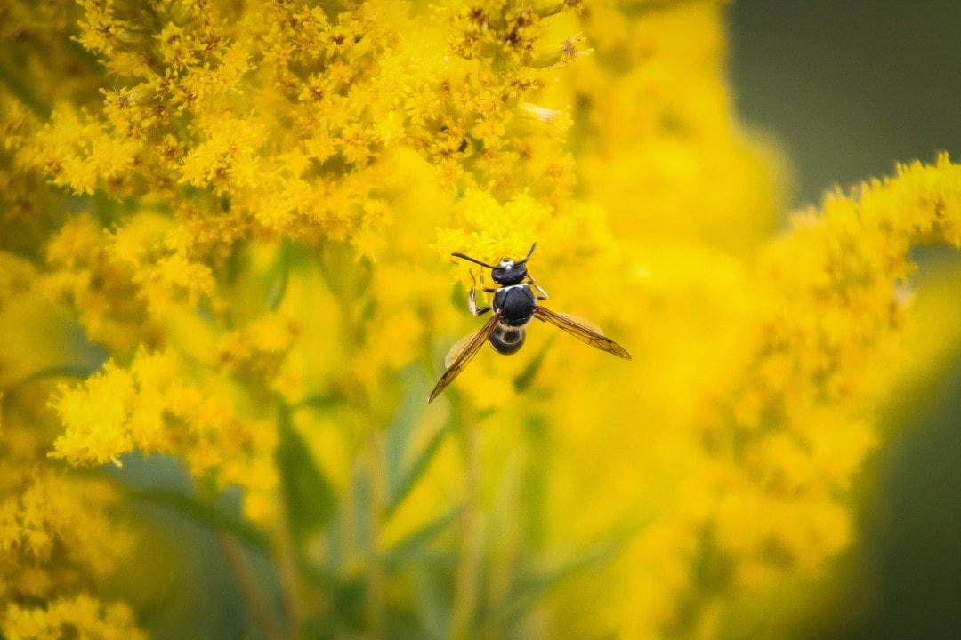 Những loài động vật có thể thụ phấn