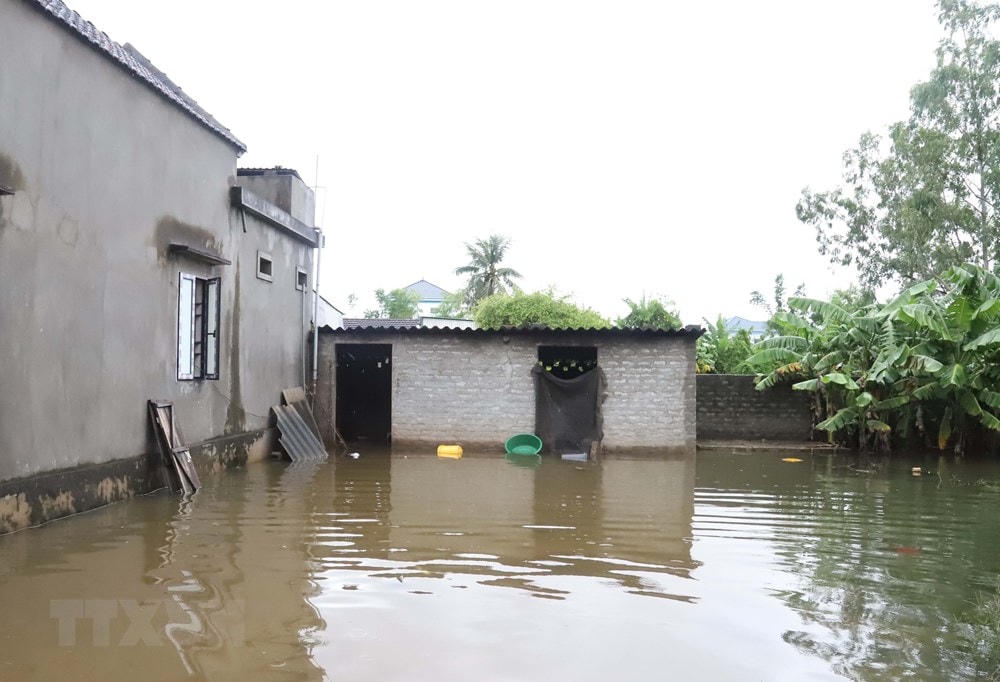 Khu vực chăn nuôi gia súc, gia cầm của người dân Diễn Châu (Nghệ An) bị ngập lụt nặng, phải chuyển vật nuôi đi nơi khác. (Ảnh: Xuân Tiến/TTXVN).