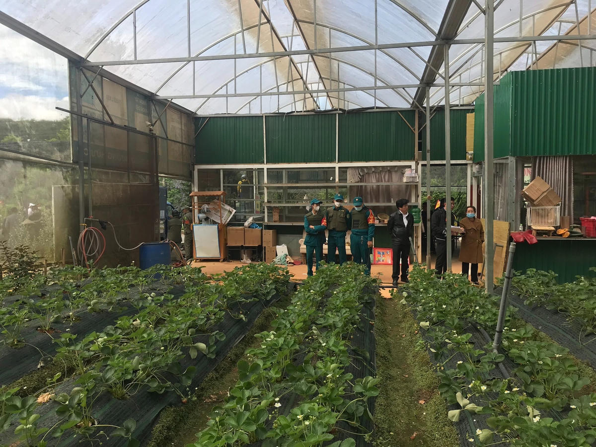Lực lượng cưỡng chế thực hiện tháo dỡ diện tích nhà lưới, nhà kính trồng dâu tây.