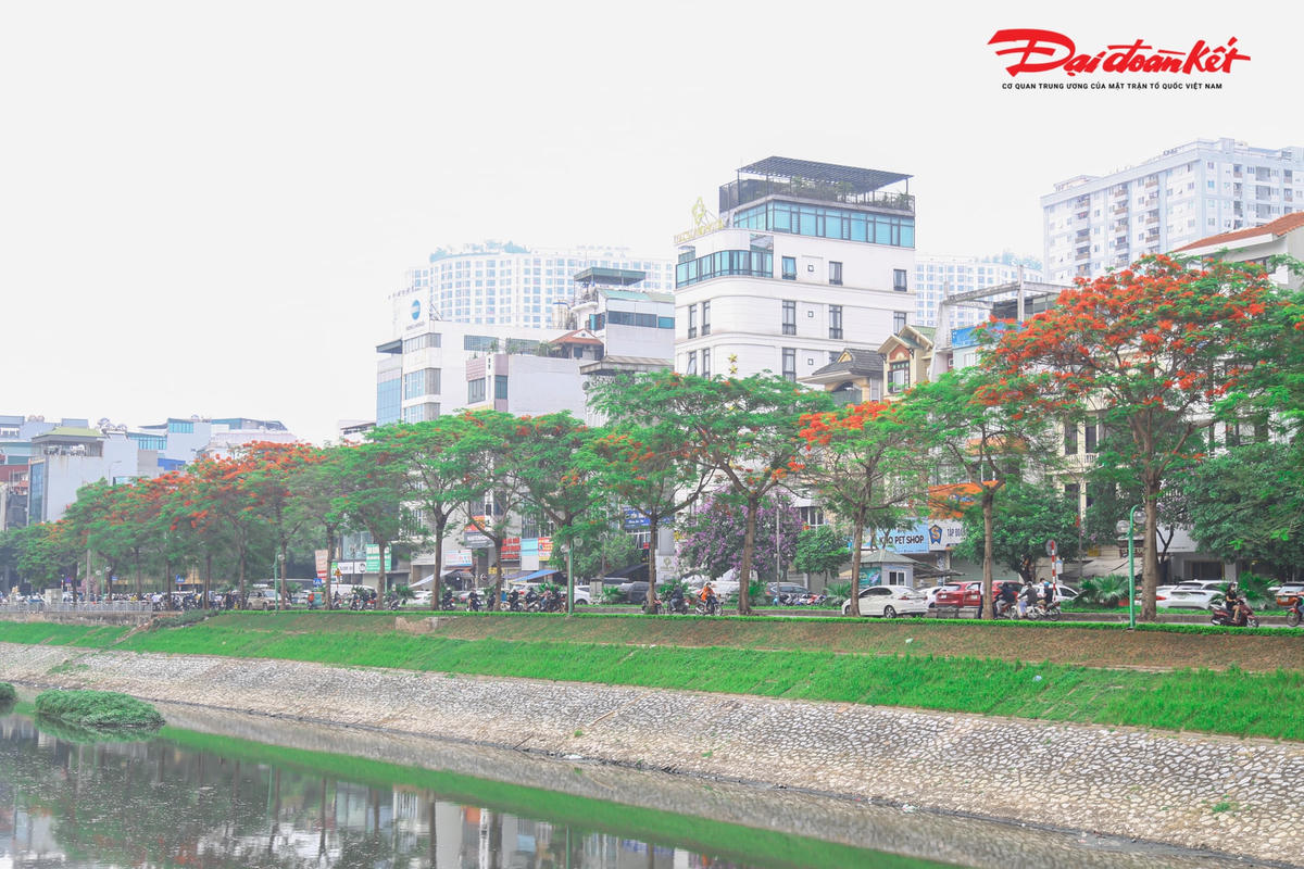 Màu đỏ của hoa phượng rực rỡ giữa những tán xanh của lá cây, kết hợp với màu của nắng tháng 5, tất cả tạo nên sắc màu rực rỡ ngay bên bờ sông Tô Lịch.  