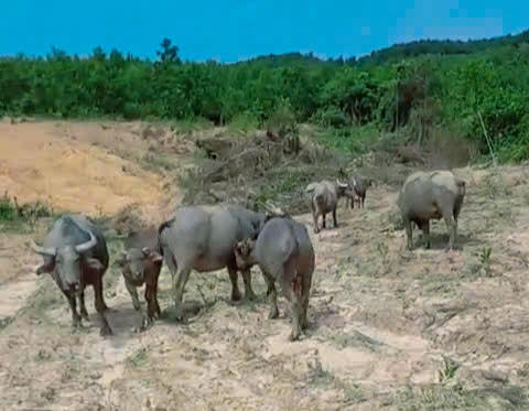 Một số con trâu trong đàn thời điểm trước khi xảy ra sự việc. Ảnh: NVCC.