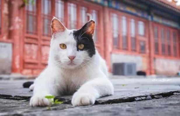 Tuy nhiên, mèo trong cố cung Tử Cấm Thành cũng không phải dễ dàng mà gặp được.