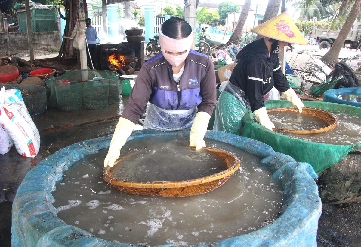 Nhân công rửa sạch hến để nấu tách vỏ.