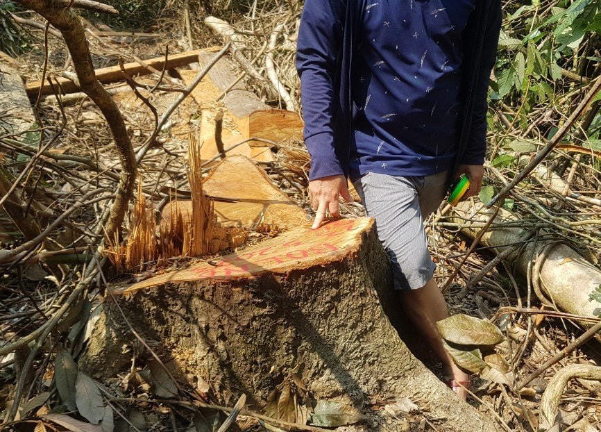 Một cây gỗ bị các đối tượng xấu đốn hạ.