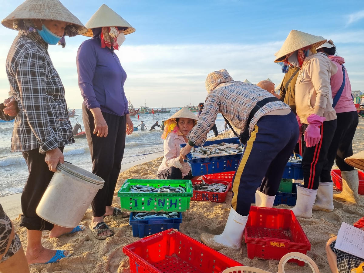 Cá trích thường đi theo luồng nên rất dễ bắt nhưng vất vả nhất là ở khâu rũ lưới, gỡ cá. Sau khi đưa lên thuyền nan, các ngư dân huy động hết thành viên  trên thuyền để cùng nhau gỡ cá'. Khi gỡ xong, đem rửa sạch rồi bán cho các lái buôn hoặc đưa đi bán ở các chợ.