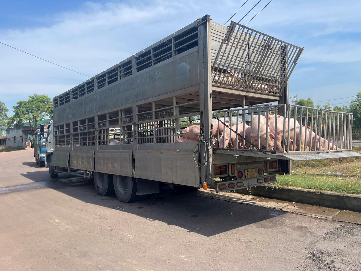 Xe tải chở heo bị lực lượng chức năng phát hiện