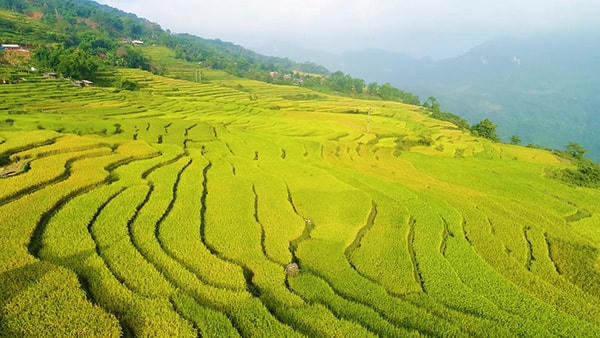 Lúa chín vàng rực óng ả cuốn quanh núi đồi, thực mà như ảo, ngắm mà ngỡ như đang lạc vào giấc mơ.