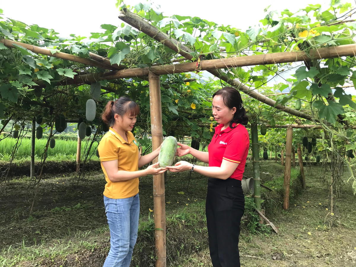 Đại diện WinCommerce làm việc cùng bà con tại Vườn bí xanh thơm Bắc Kạn.