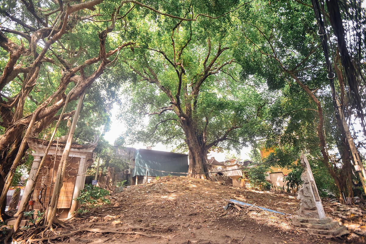 Cây  thị tại đình Quán La, phường Xuân La (Tây Hồ, Hà Nội).  
