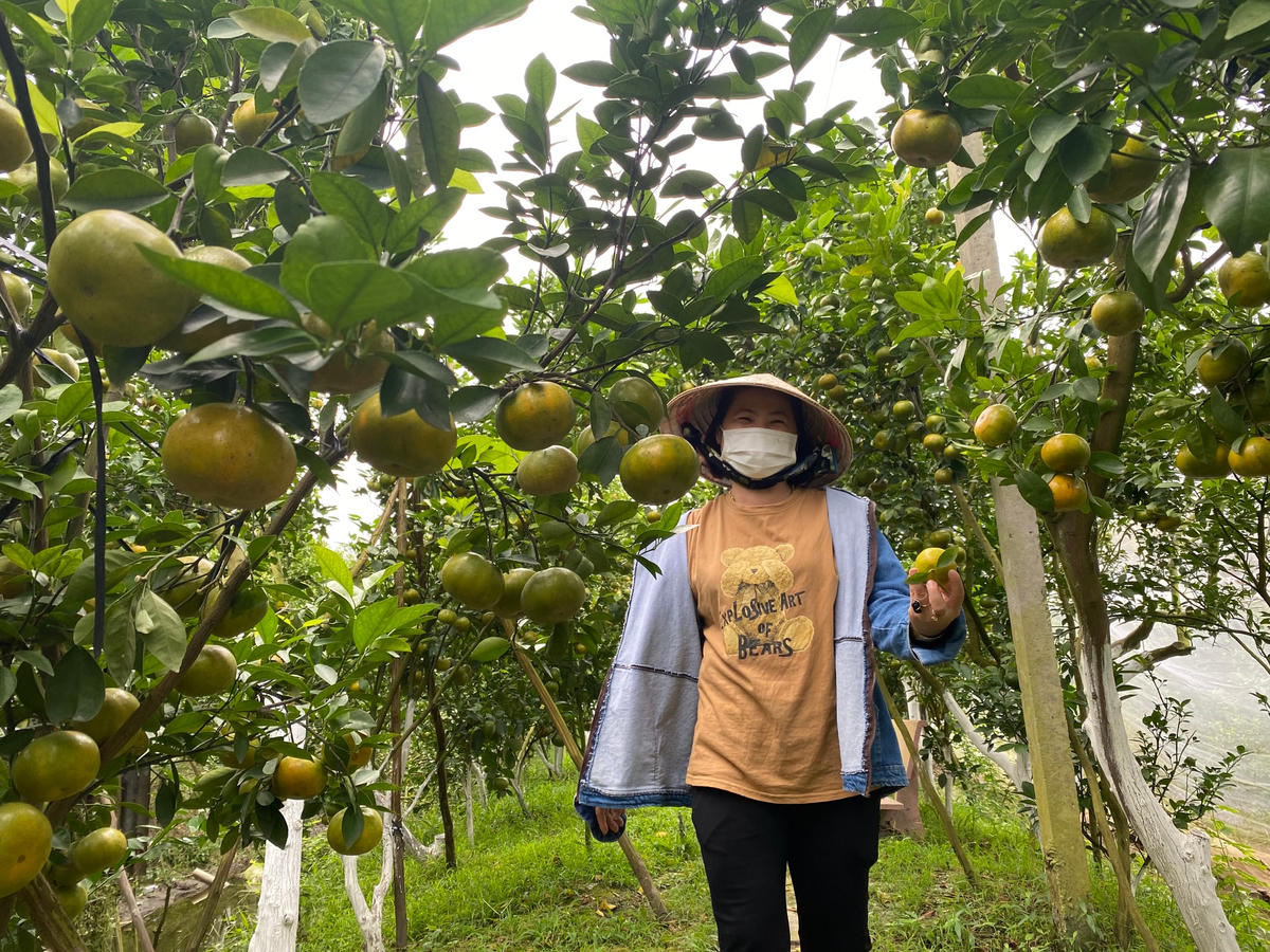 Niềm vui mùa thu hoạch quýt của người dân Lai Vung.