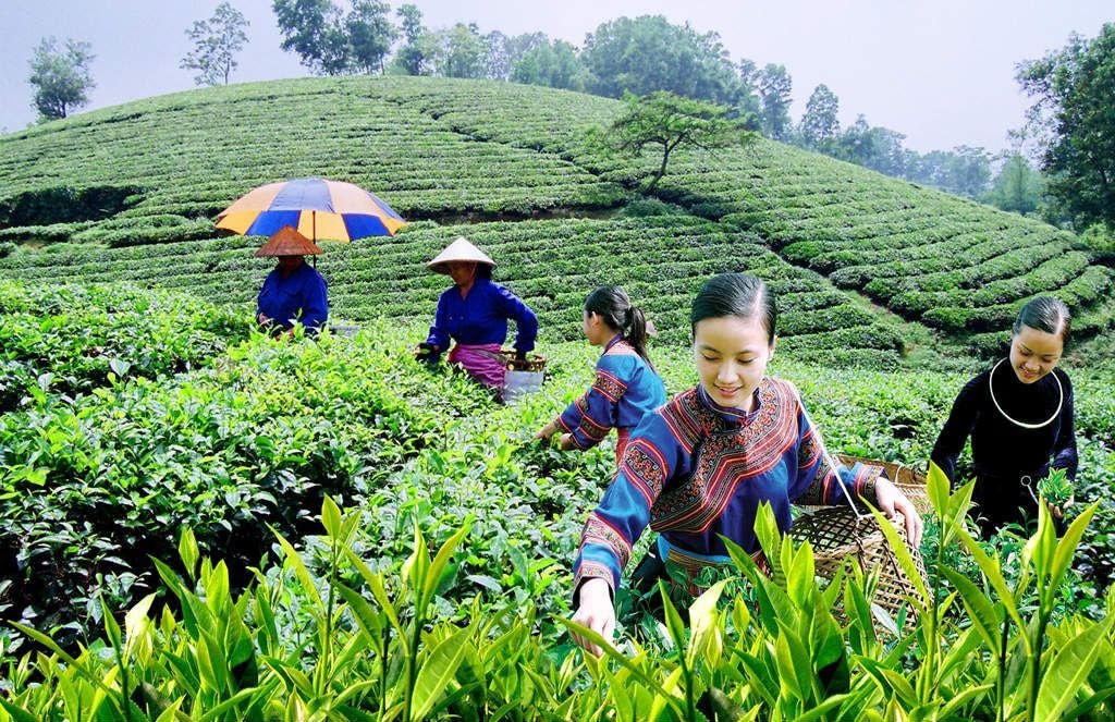 Đồng bào dân tộc thiểu số trên địa bàn tỉnh Bắc Kạn tập trung phát triển kinh tế.