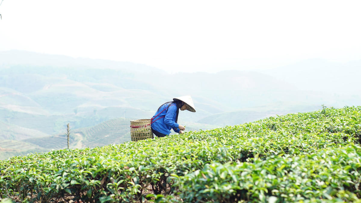Bà con xã Bản Bo (huyện Tam Đường, tỉnh Lai Châu) thu hoạch chè sạch. Ảnh: Tùng Phương.