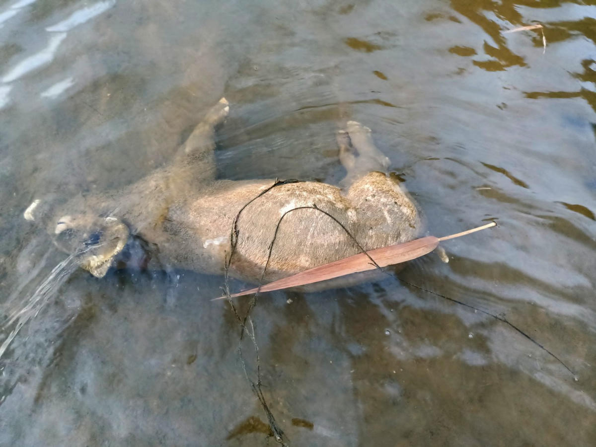 Những xác lợn chết bị vứt ra sông có trọng lượng khoảng 20-30kg.