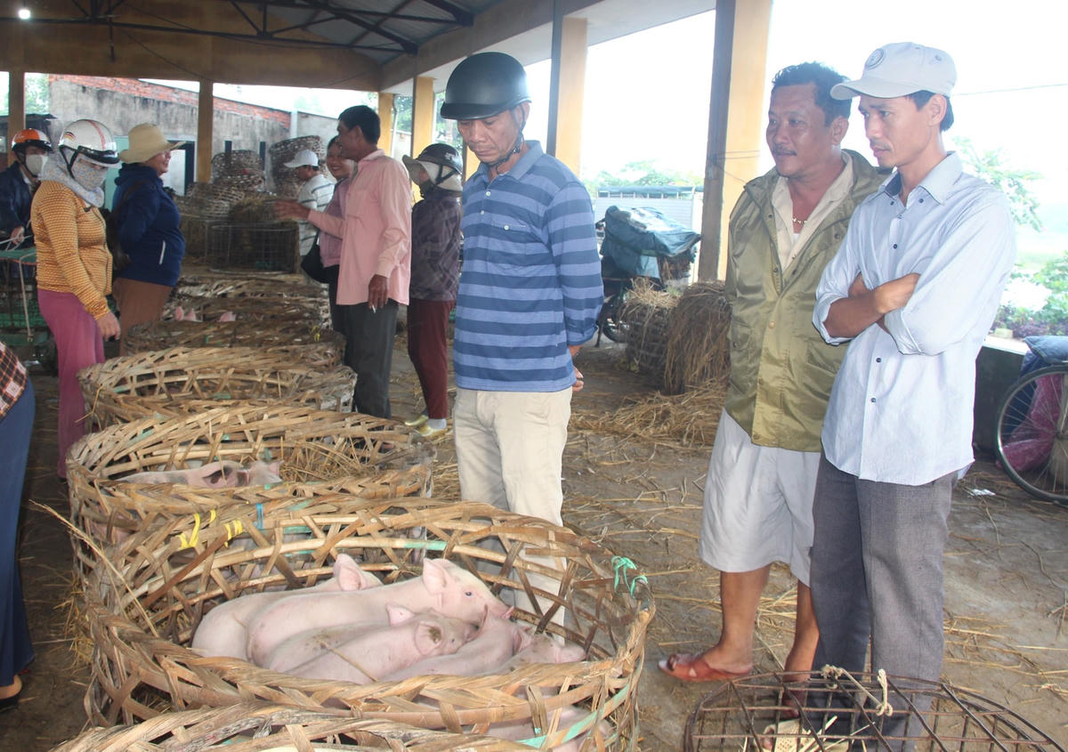 Các lồng heo con được bày bán ở chợ.
