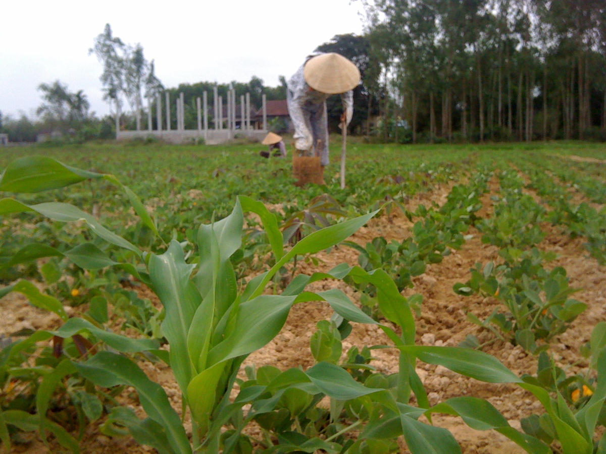 Lao động vất vả nhưng thu nhập của người nông dân thấp.