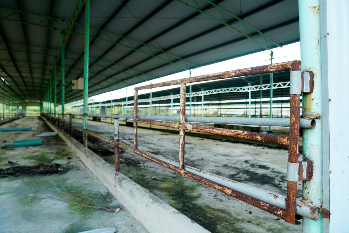 Do bỏ hoang lâu ngày nên chuồng trại nuôi bò bị xuống cấp