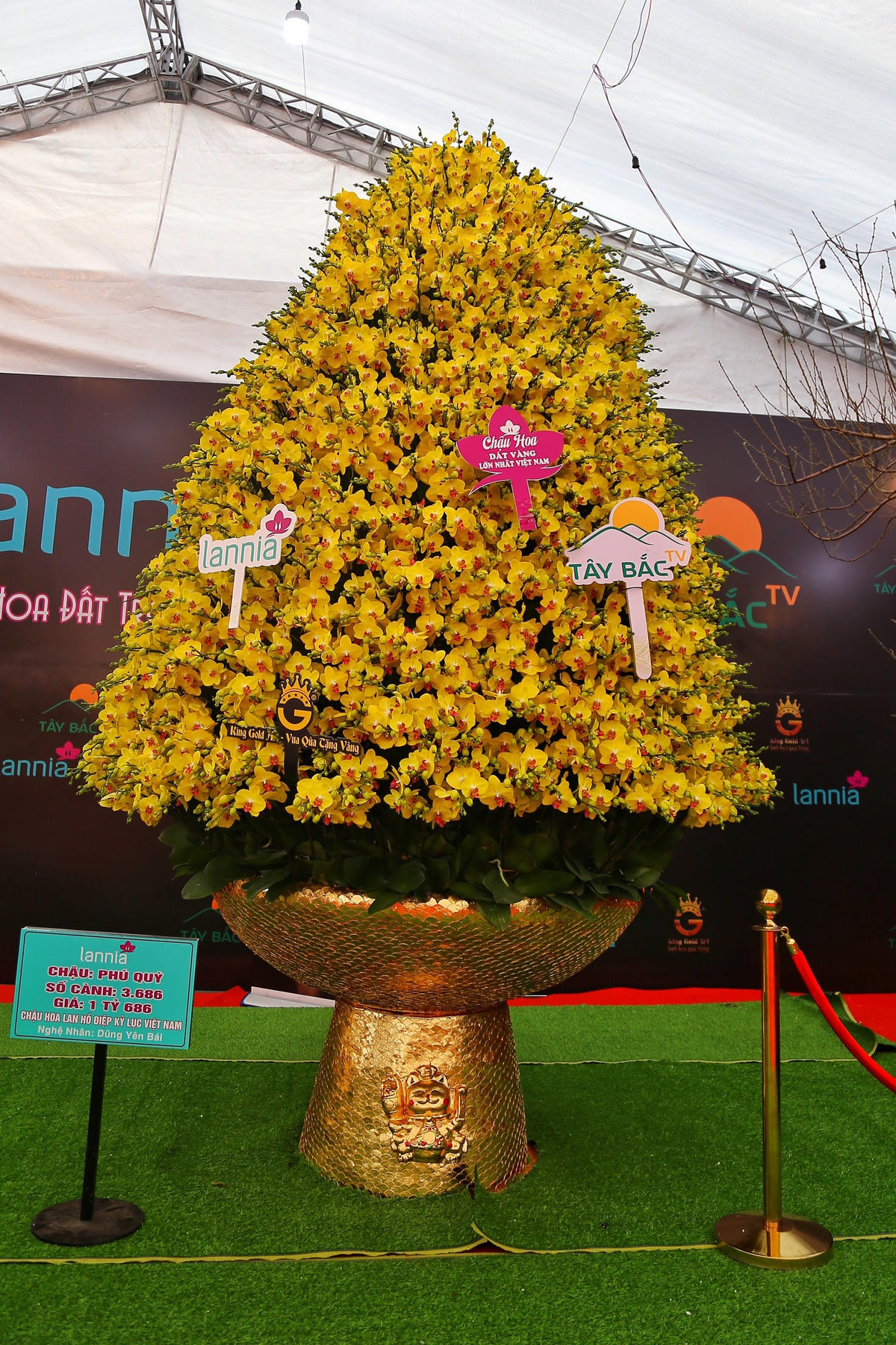 Chậu lan hồ điệp cao gần 7 m, đường kính gần 3 m, ghép từ 3.668 cành hoa lan do 10 người thợ làm liên tục trong 2 ngày 2 đêm đang được bày bán trước cổng sân vận động Mỹ Đình.