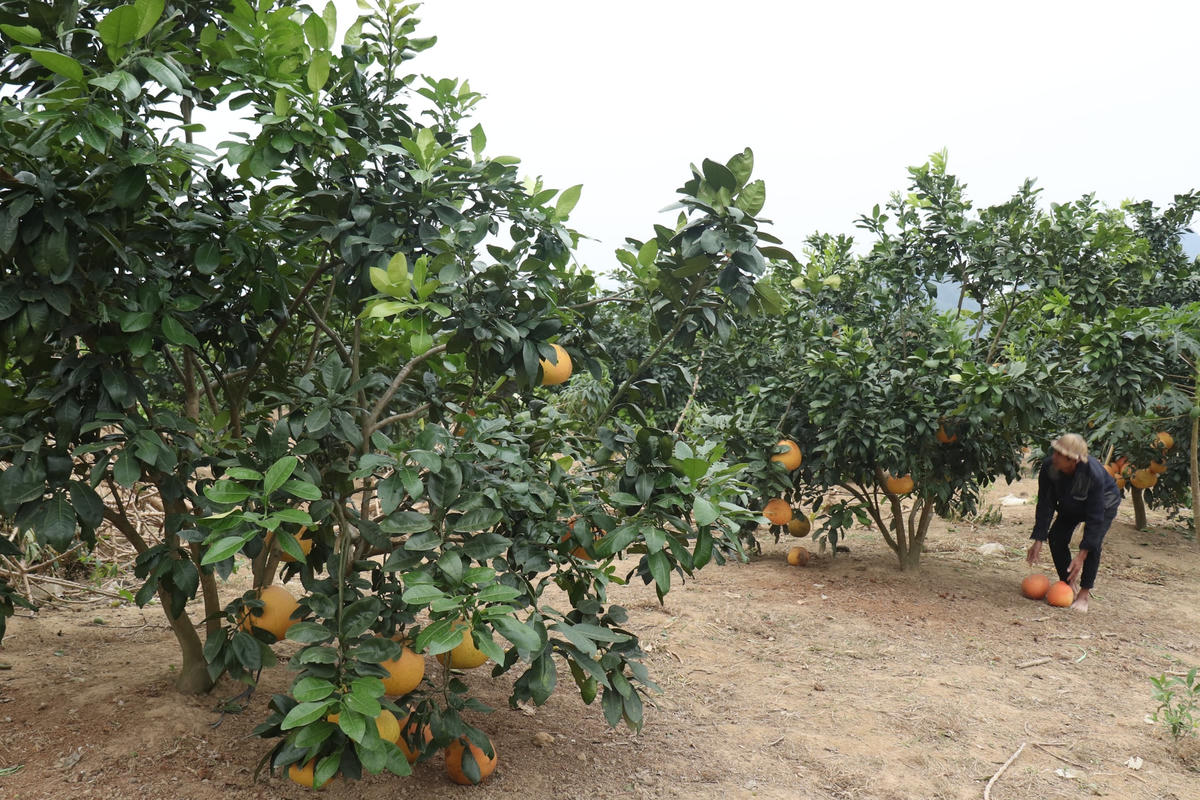 Bưởi tiến vua khi còn non cũng có vỏ màu xanh như các loại bưởi thông thường. Đến khoảng tháng 10 - 11 âm lịch, bưởi tiếp tục có sự thay đổi về màu sắc. Toàn bộ quả bưởi từ vỏ đến tép bưởi đều chuyển sang màu đỏ gấc. Vỏ bưởi mỏng, múi bưởi đỏ hồng, mọng nước, ngọt, hương thơm đặc trưng và trông rất đẹp.  