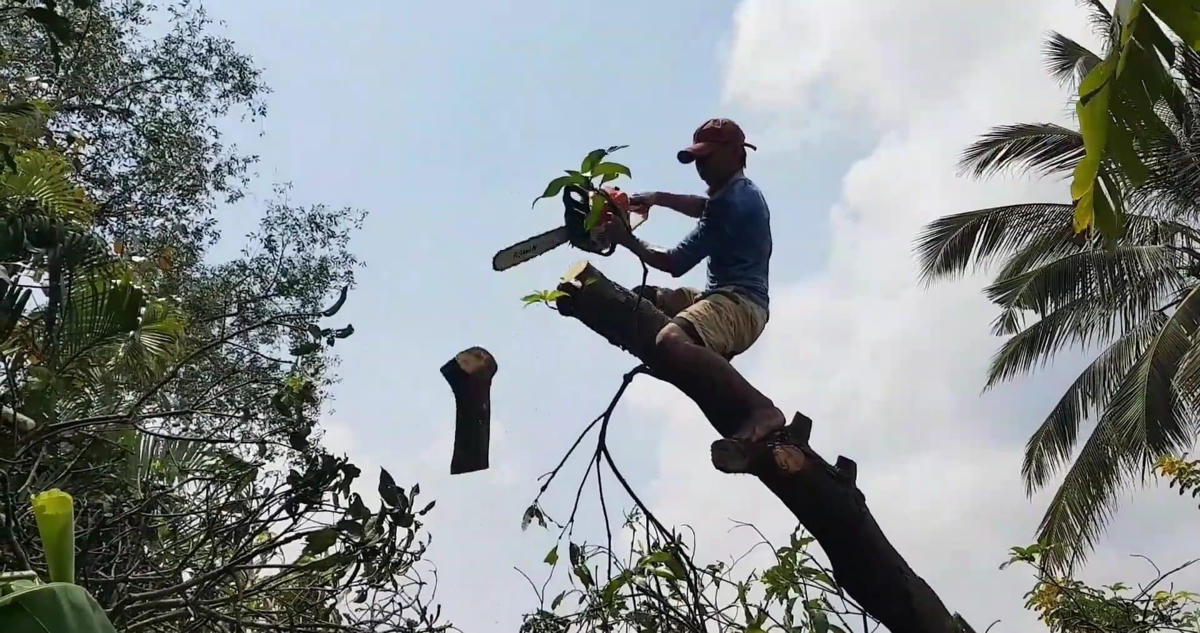 Thợ cưa cây, những người kiếm sống ở “trên trời”.  