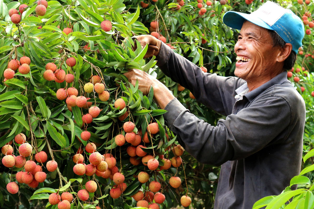 Hải Dương: Nông dân bội thu nhờ vải u trứng trắng được giá