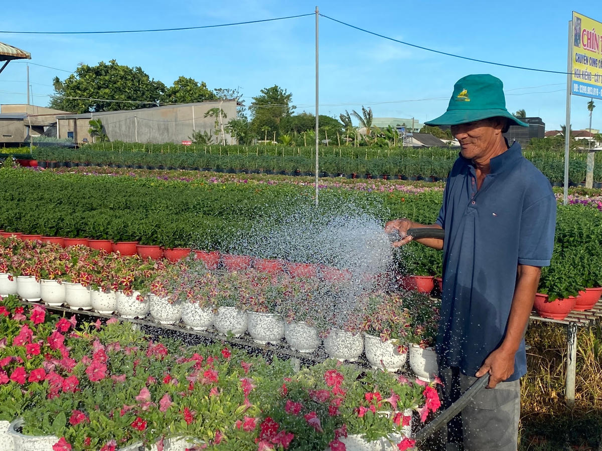 Ông Chín đang chăm sóc vườn hoa kiểng chuẩn bị mùa tết.