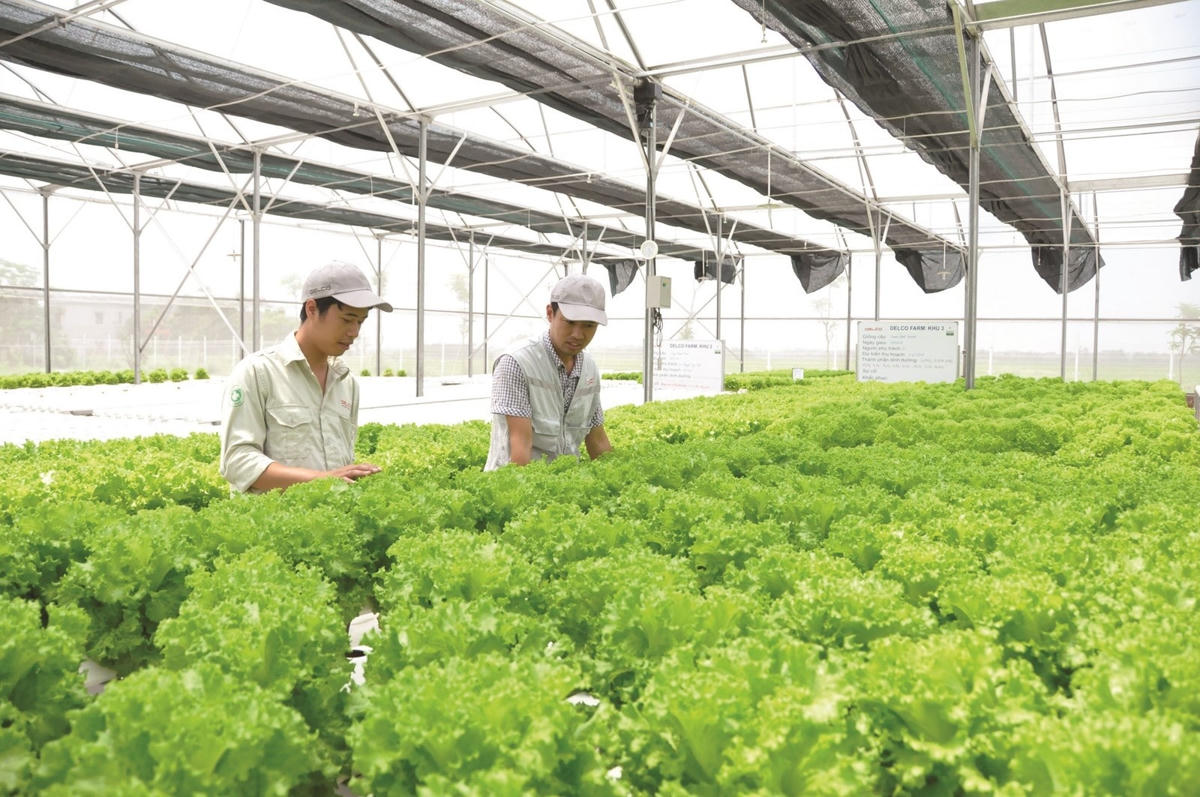 Sản xuất nông nghiệp ngày càng cần nhân lực chất lượng cao.