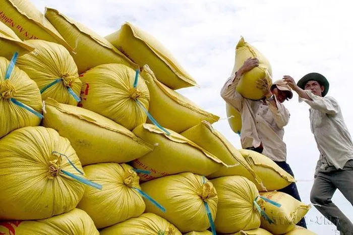 Năm 2023 dự báo giá gạo sẽ tiếp tục tăng.