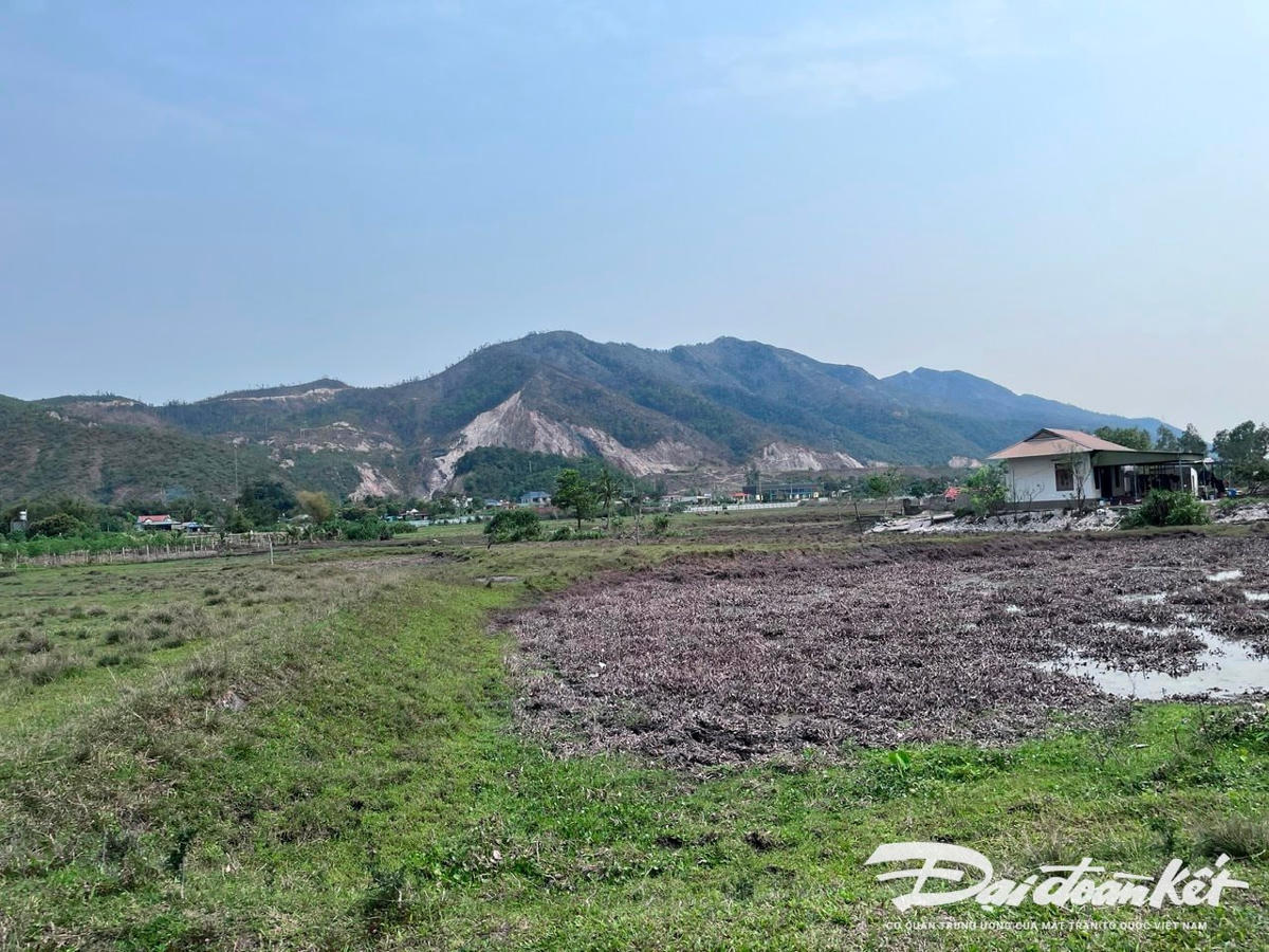 Một số cánh đồng khác chưa bị san lấp nhưng cũng không được canh tác.