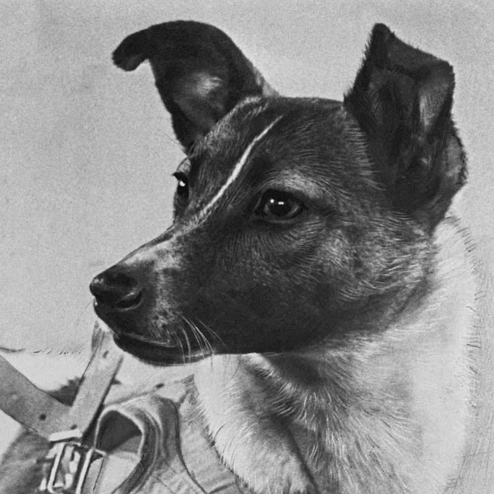 Câu chuyện buồn của Laika: Phi hành gia chó đầu tiên và chuyến bay 'một chiều' vào vũ trụ