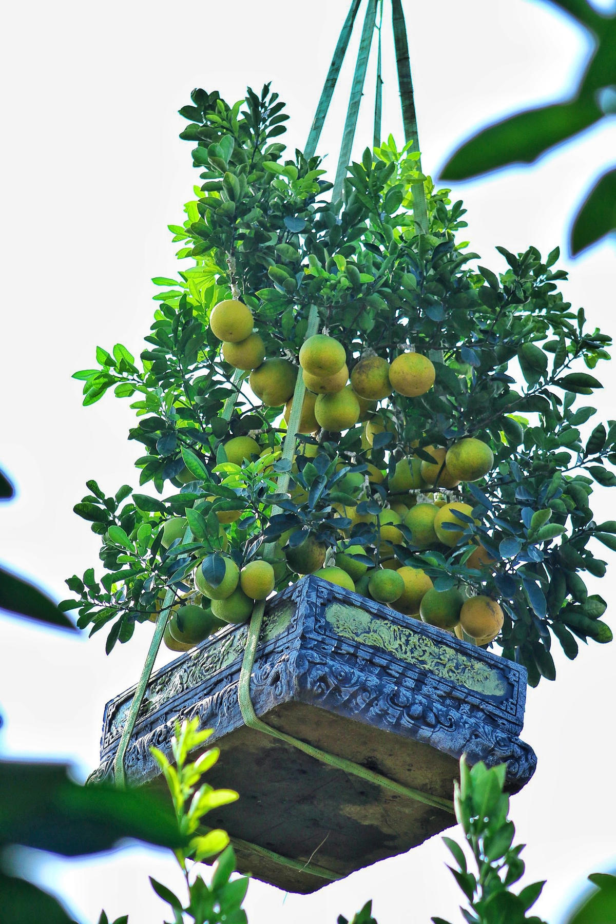 Những cây bưởi to khá nặng phải dùng xe cẩu mới có thể dễ dàng vận chuyển.