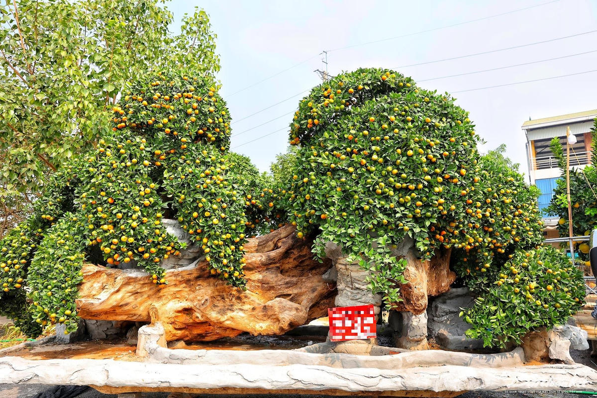 buoi_canh-le-khanh11(1).jpg