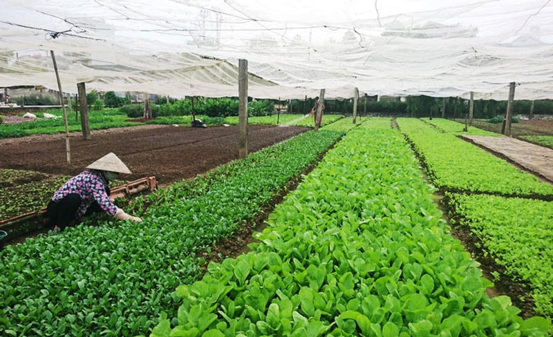 Hình thành vùng nguyên liệu sẽ làm tăng giá trị cho nông sản xuất khẩu.