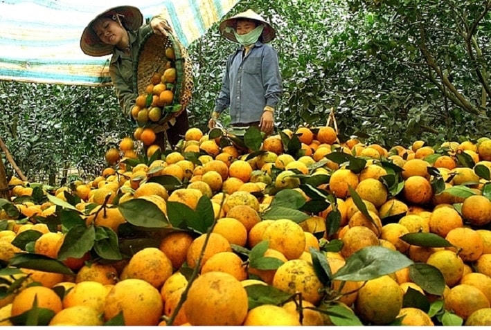 HTX giúp sản phẩm nông nghiệp nâng cao giá trị và sức cạnh tranh trên thị trường.