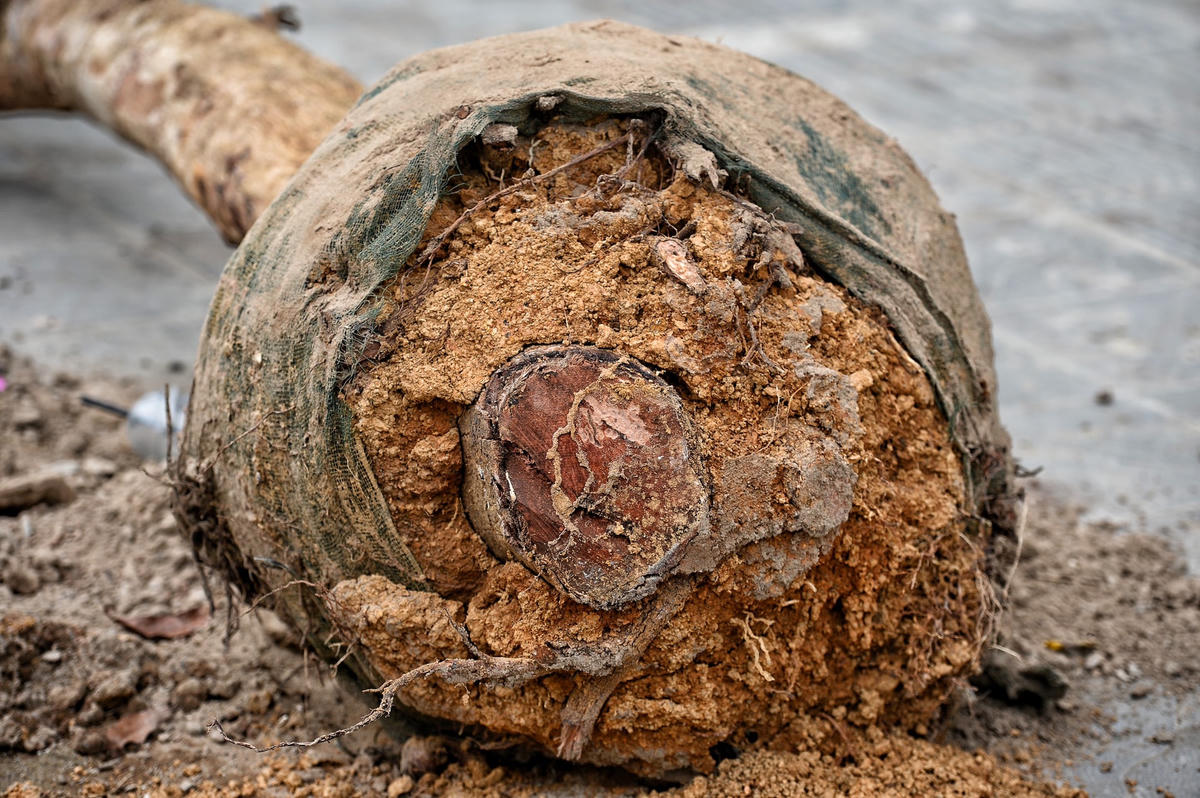 Người dân bày tỏ tiếc nuối, hàng cây vừa mới được trồng đã chết khô gây lãng phí không hề nhỏ.