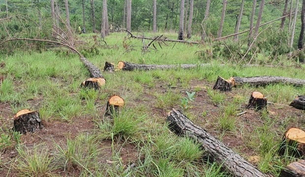 Hiện trường rừng thông ba lá bị triệt hạ hàng loạt tại khoảnh 15, tiểu khu 148B thuộc địa phận phường 8, thành phố Đà Lạt, lâm phần do Ban quản lý rừng phòng hộ Lâm Viên quản lý. (Ảnh: TTXVN).